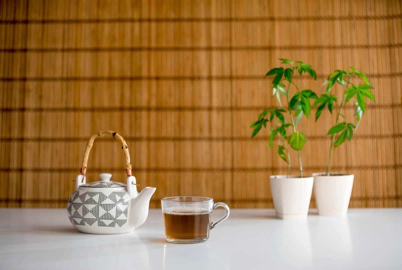 tasse de tisane CBD sur une table avec une plante de chanvre