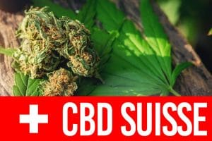 où se procurer des fleurs de CBD en Suisse