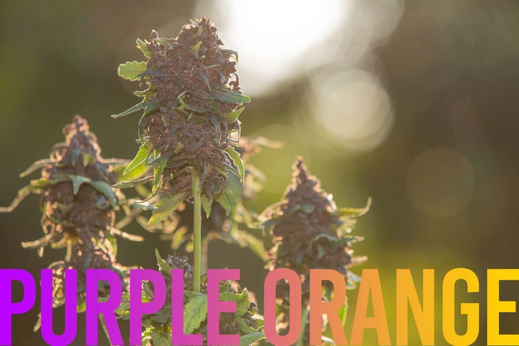 tête de CBD variété purple orange