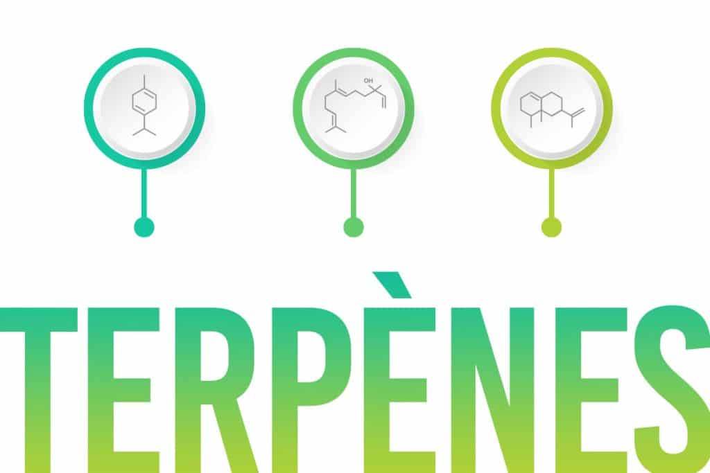 molécules dans le cbd comme les terpènes