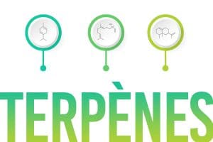 molécules dans le cbd comme les terpènes