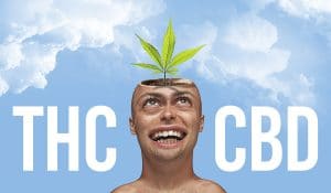 caricature d'un homme avec un plant de cannabis dans le cerveau