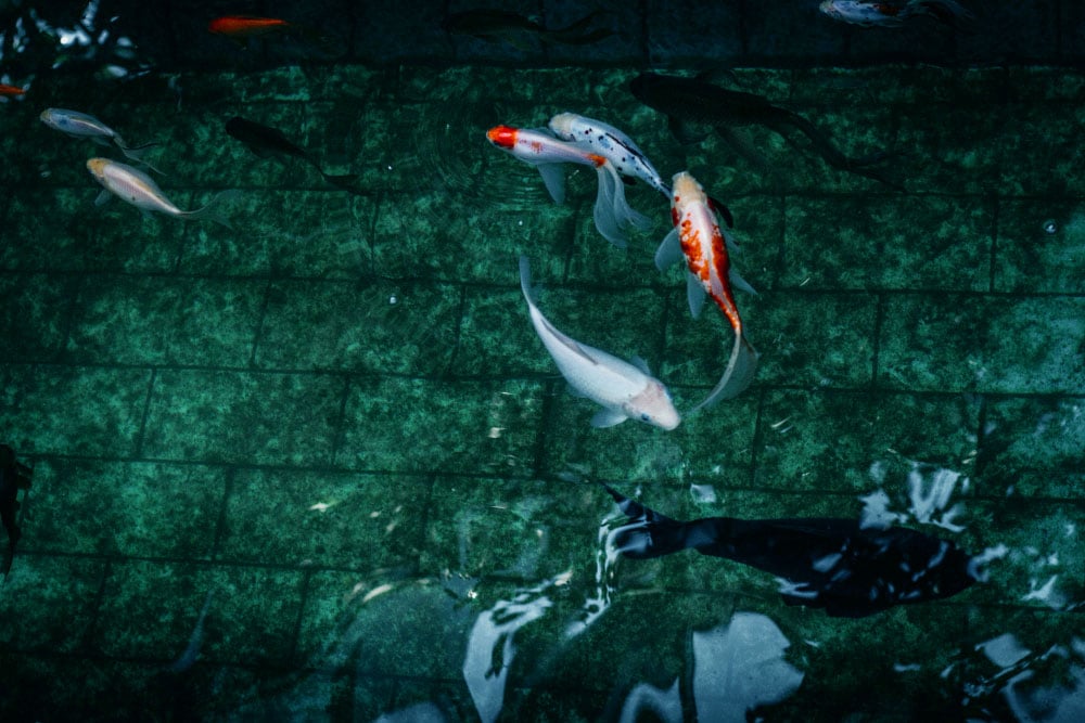 carpes koi aquarium