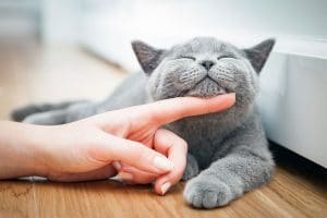 un chat se détend après avoir pris du cbd