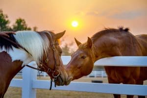 chevaux heureux après une prise de cbd