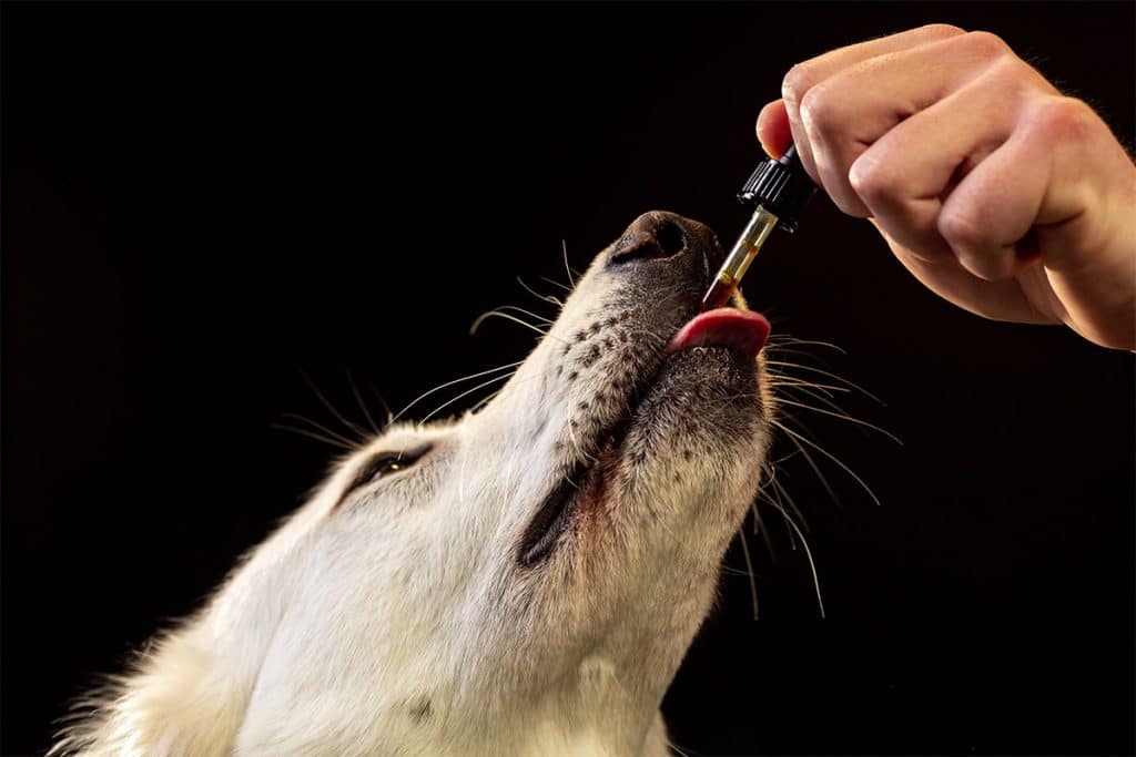 chien qui prend des gouttes de cbd