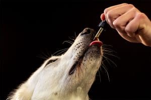 chien qui prend des gouttes de cbd