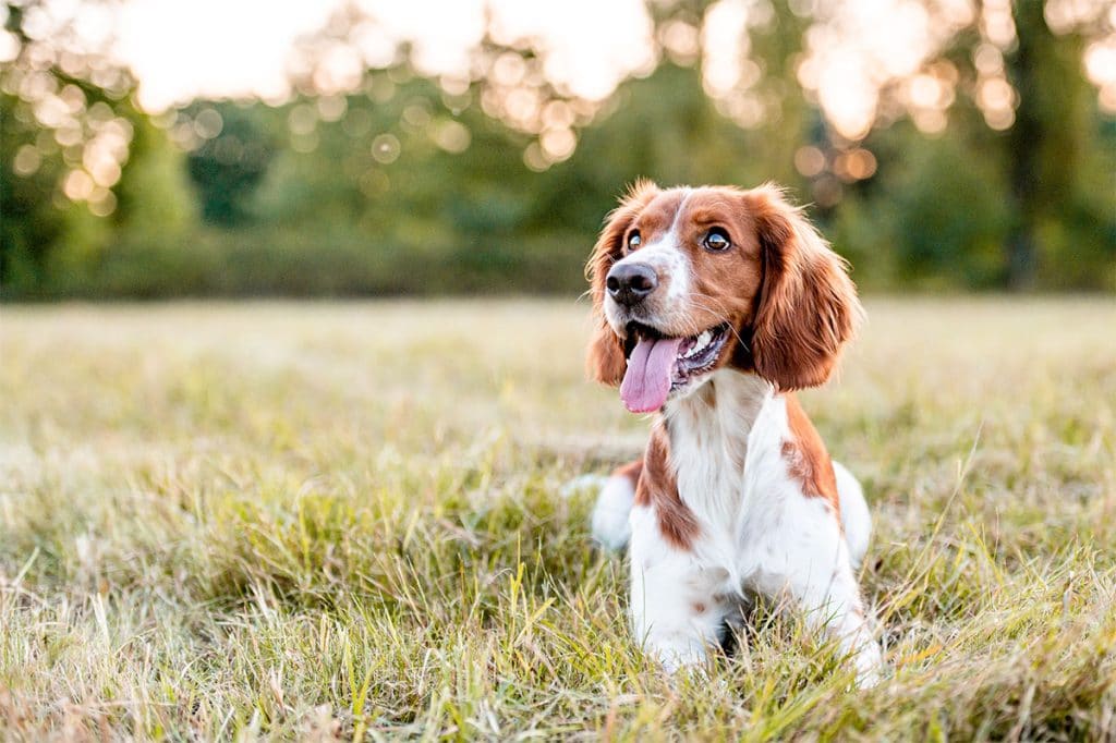 chien heureux après une dose d'huile CBD