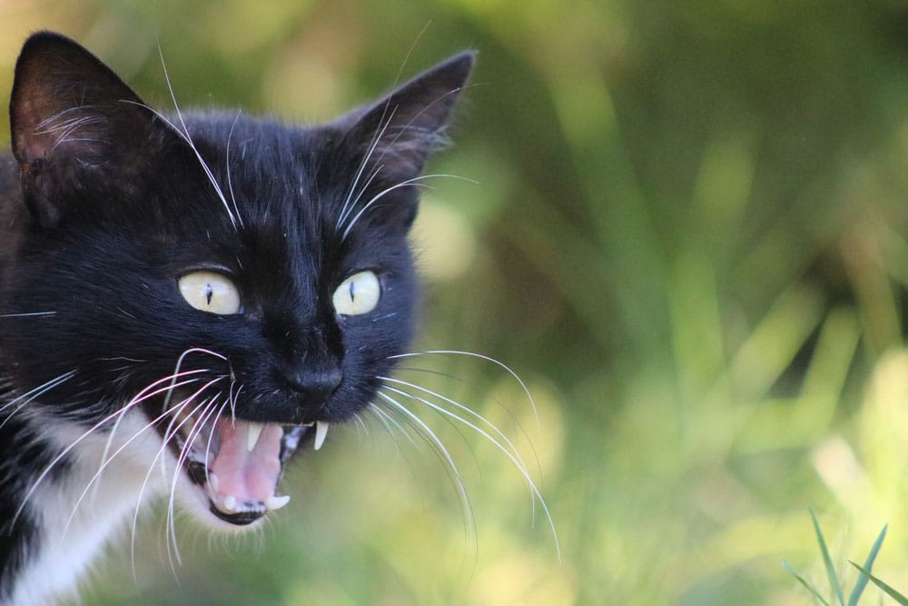 chat agressif