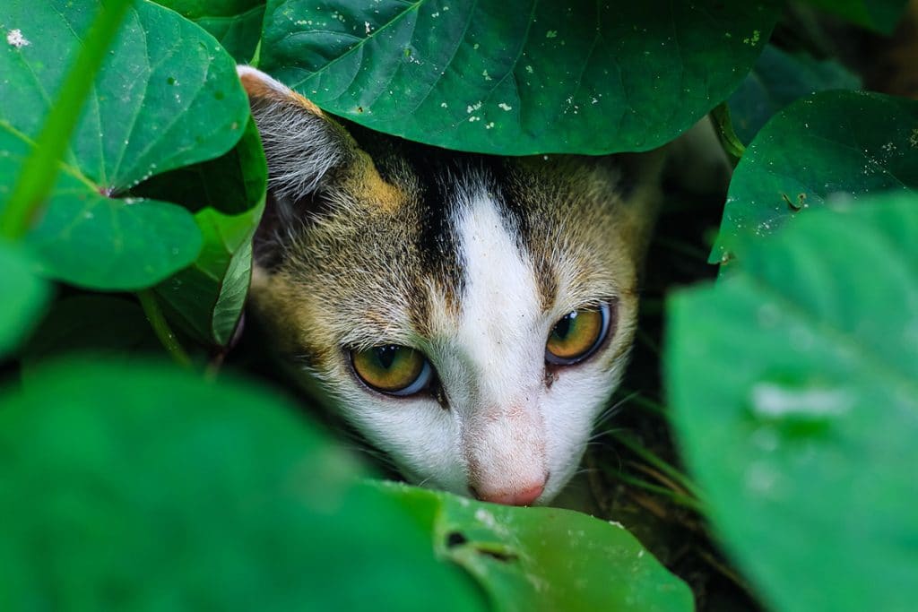 chat anxieux