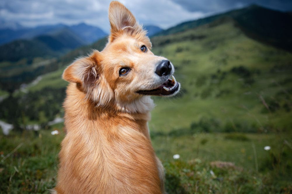 portrait d'un chien heureux et sans stress