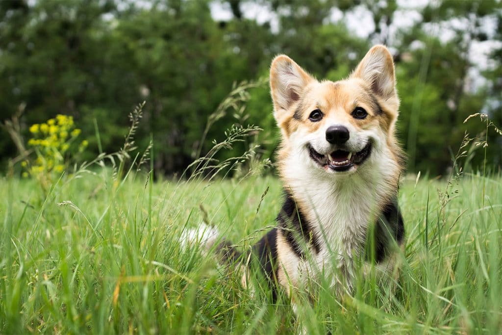 chien joueur dans un pré