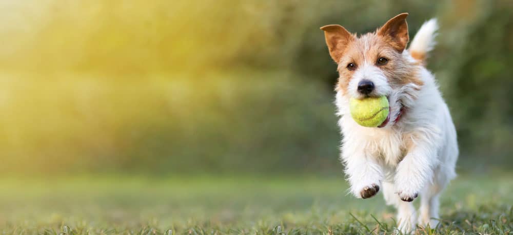 chien qui joue avec une balle de tennis