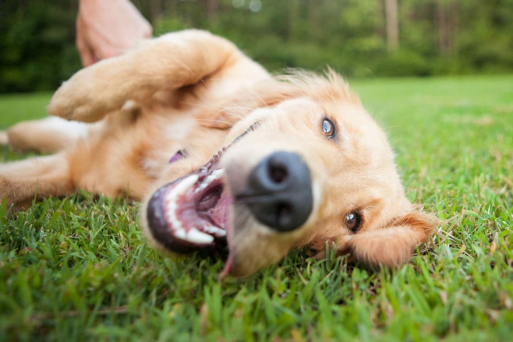 chien sans anxiété