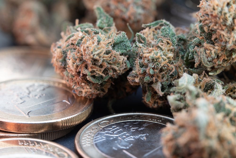 fleurs de cbd légales à la vente