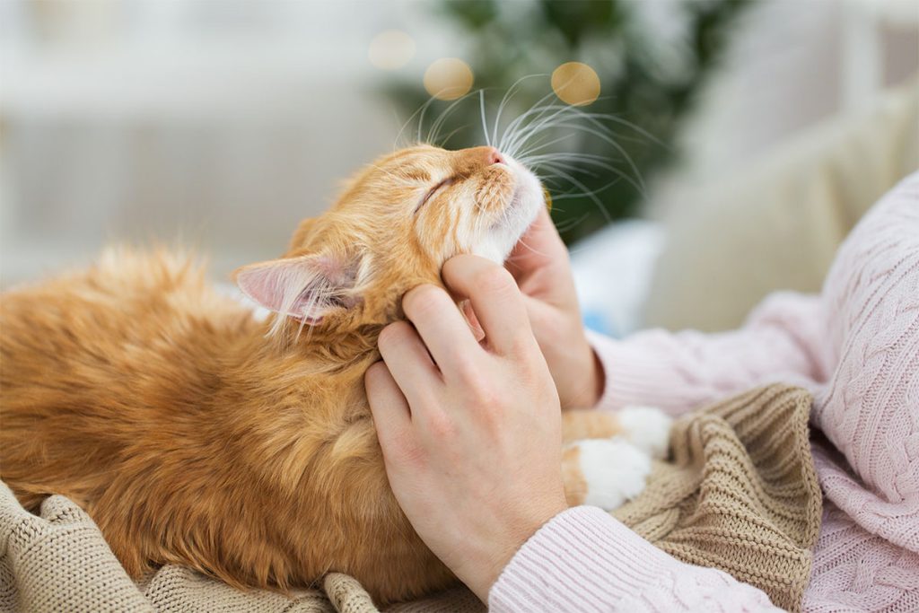 chat détendu et heureux grâce à l'huile de CBD