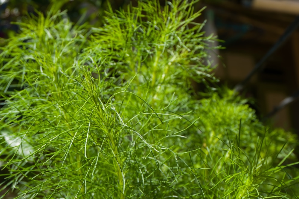 Artemisia scoparia